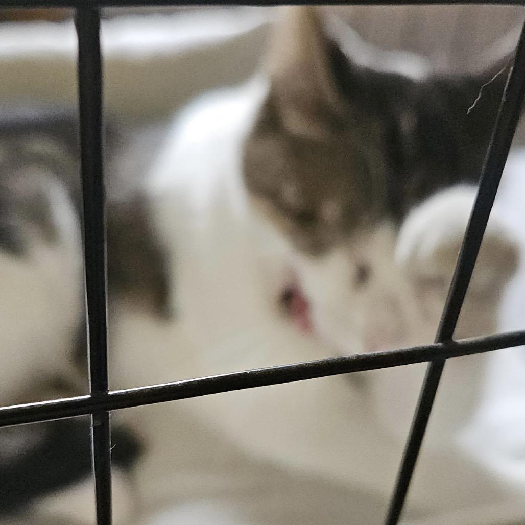 Loo Loo, a Adoptable Domestic Short Hair in Ringtown, PA image 2/2