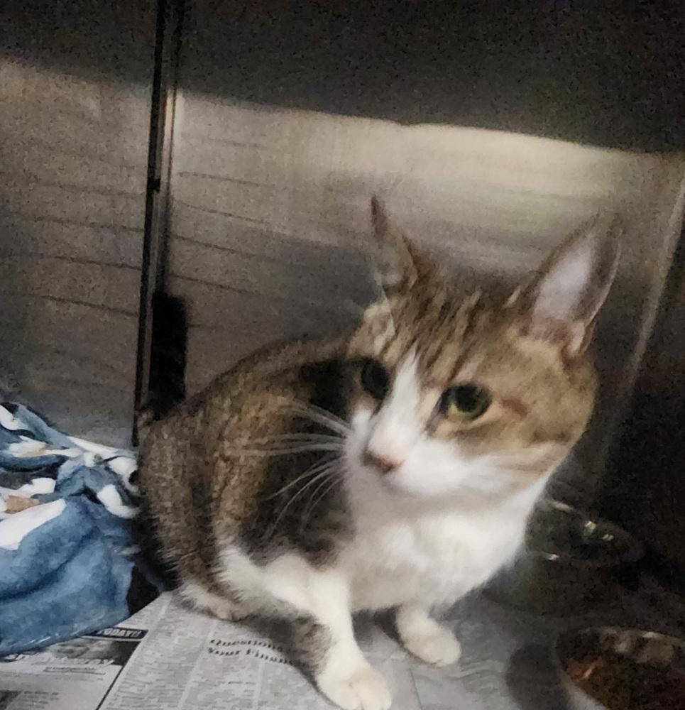 T,C @ PETSMART IN JACKSON TN, Adoptable, Adult Male Domestic Short Hair & Tabby.