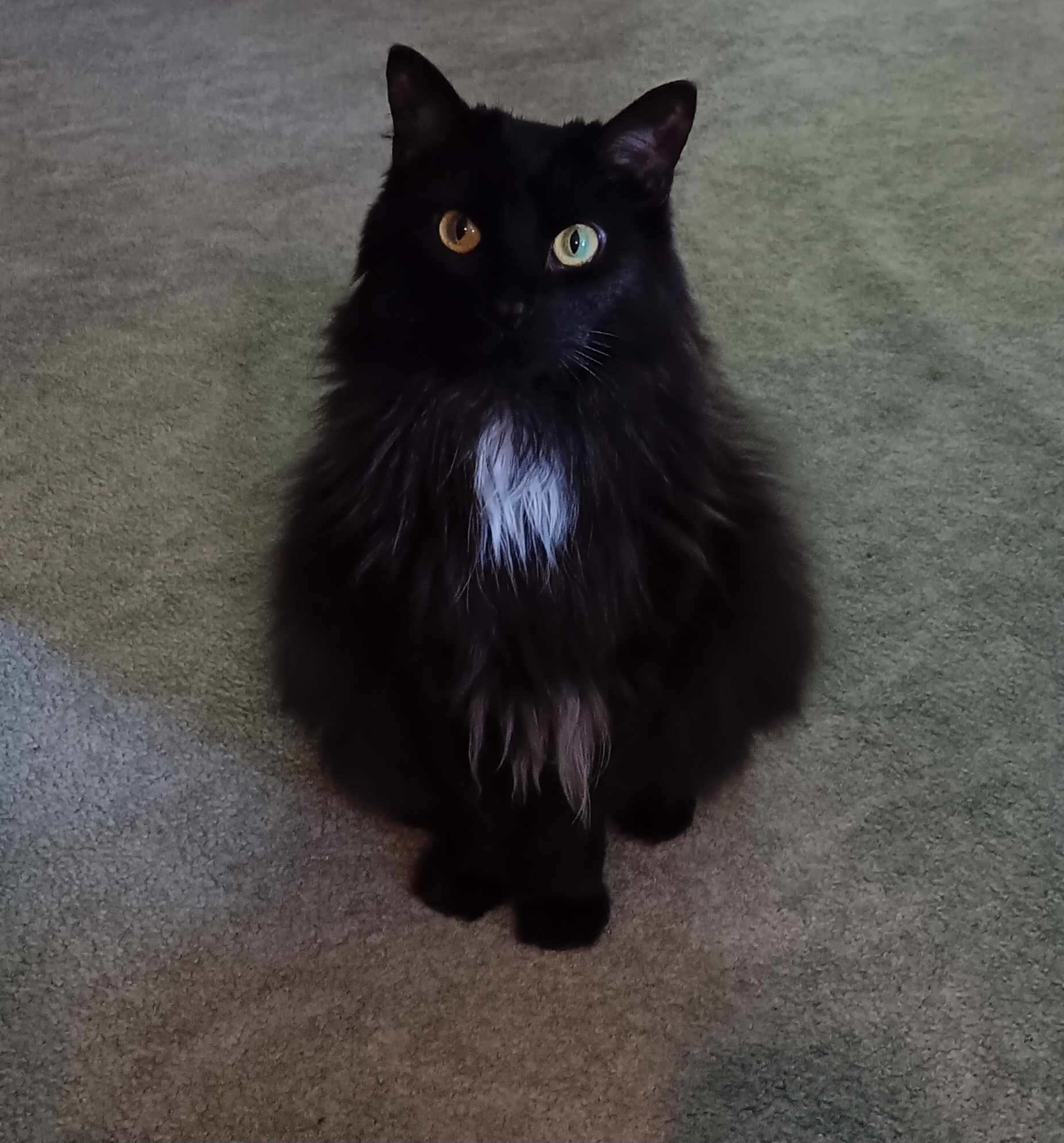 Stella Grace, a Adopted Domestic Long Hair in Memphis, TN image 1/4