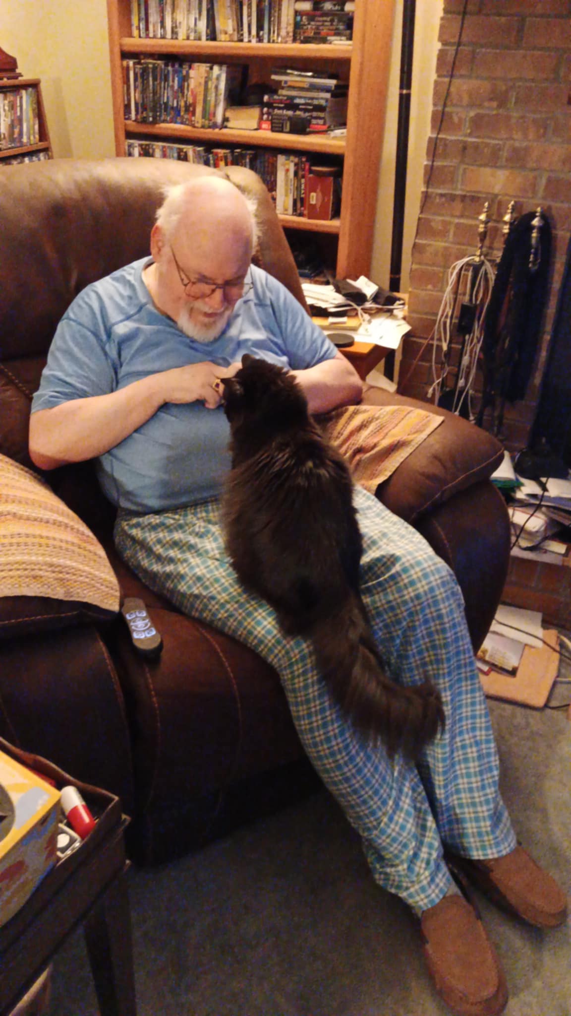 Stella Grace, a Adopted Domestic Long Hair in Memphis, TN image 2/4