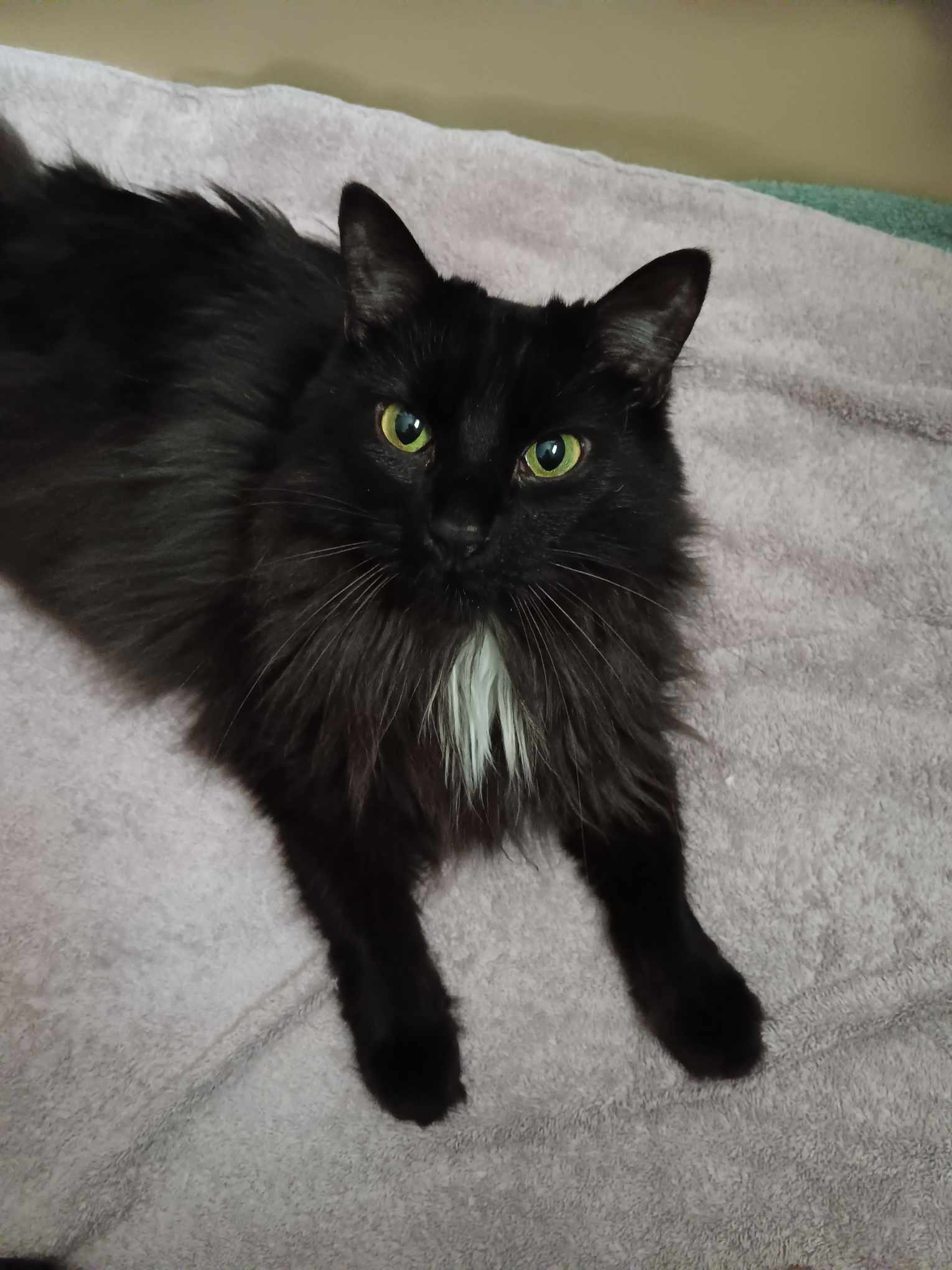 Stella Grace, a Adopted Domestic Long Hair in Memphis, TN image 3/4