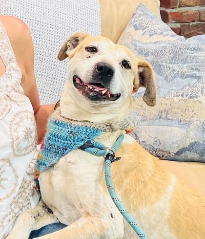 Enlarge Cindy Fee Waived, a Adoptable mixed breed in Seneca, SC image 1/3