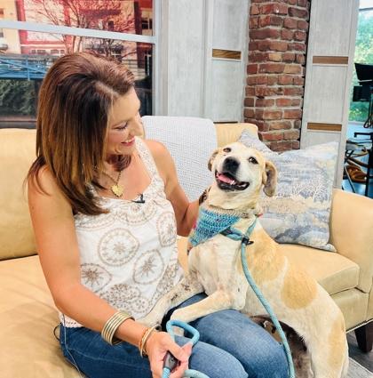 Enlarge Cindy Fee Waived, a Adoptable mixed breed in Seneca, SC image 2/3