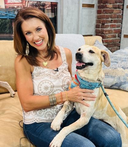 Enlarge Cindy Fee Waived, a Adoptable mixed breed in Seneca, SC image 3/3