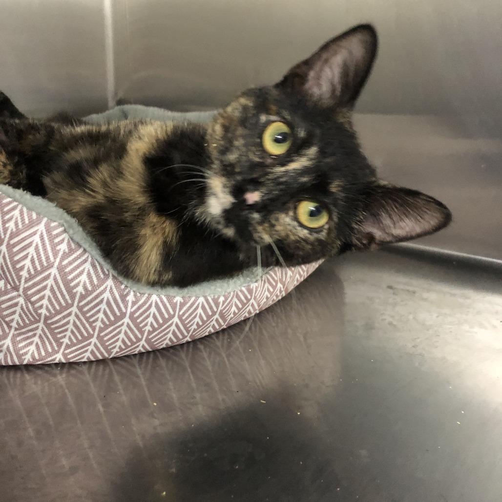 Timber, Adoptable, Young Female Domestic Short Hair.