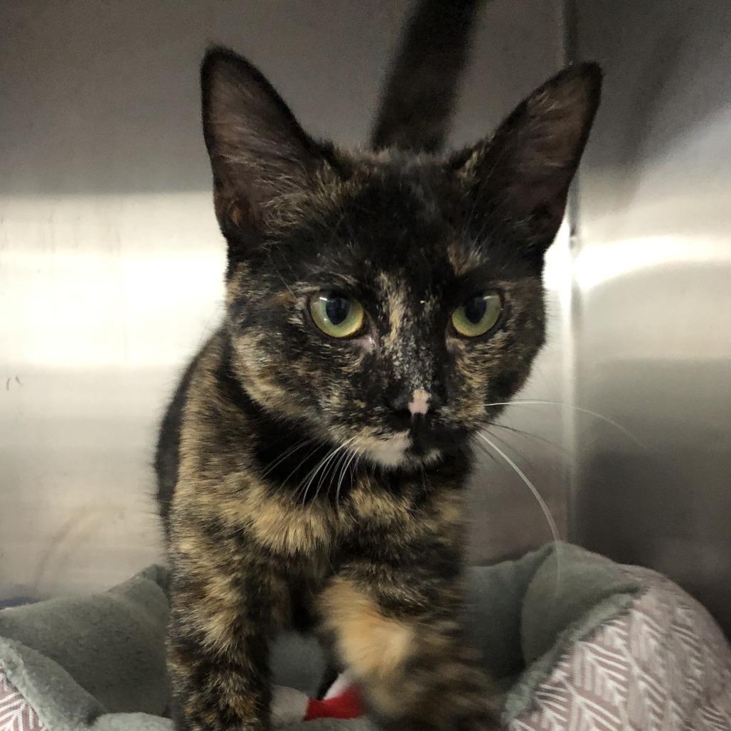Timber, a Adoptable Domestic Short Hair in Russellville, KY image 2/2