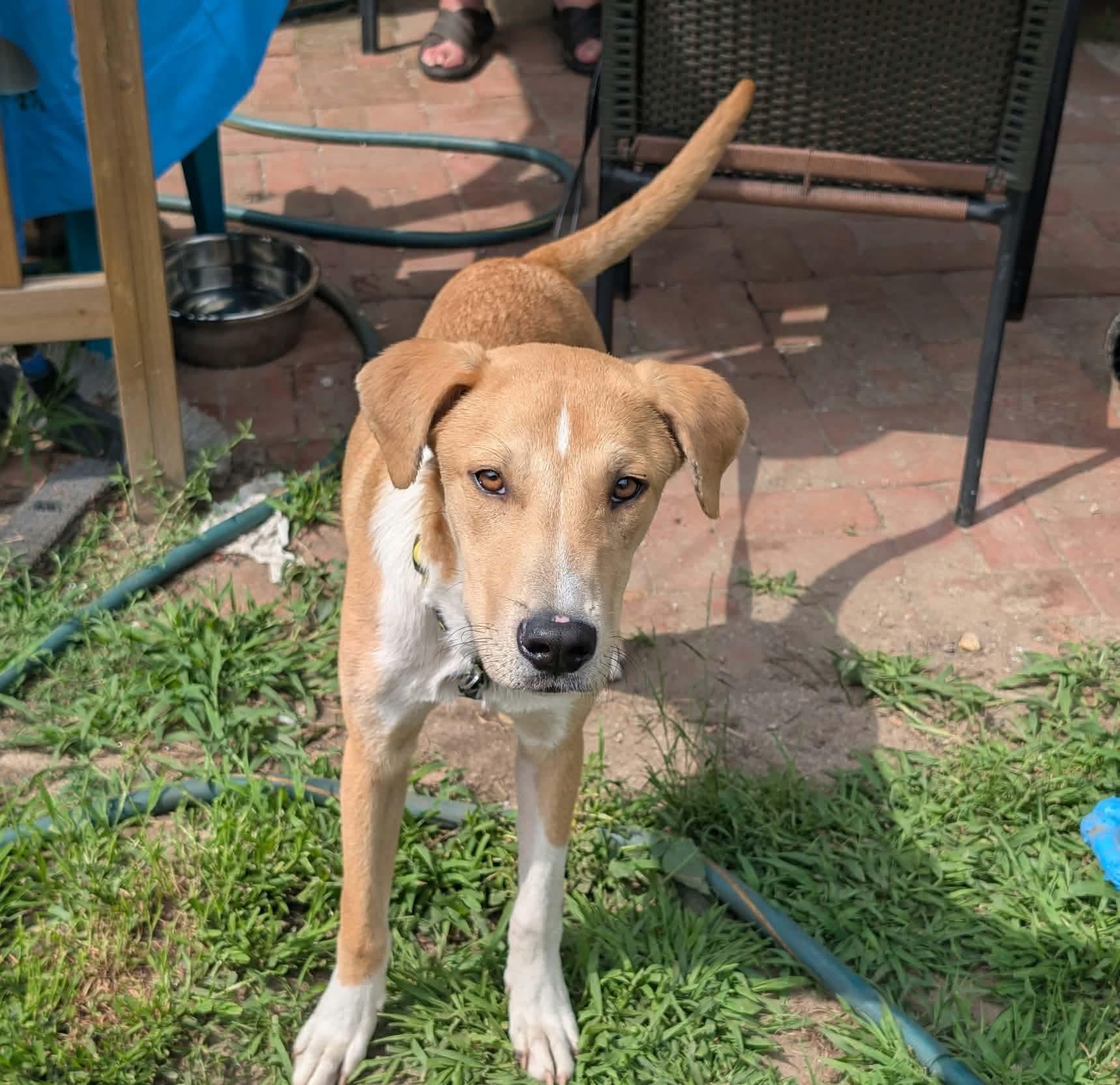 Longfellow, ADOPTABLE, Puppy Male Labrador Retriever.