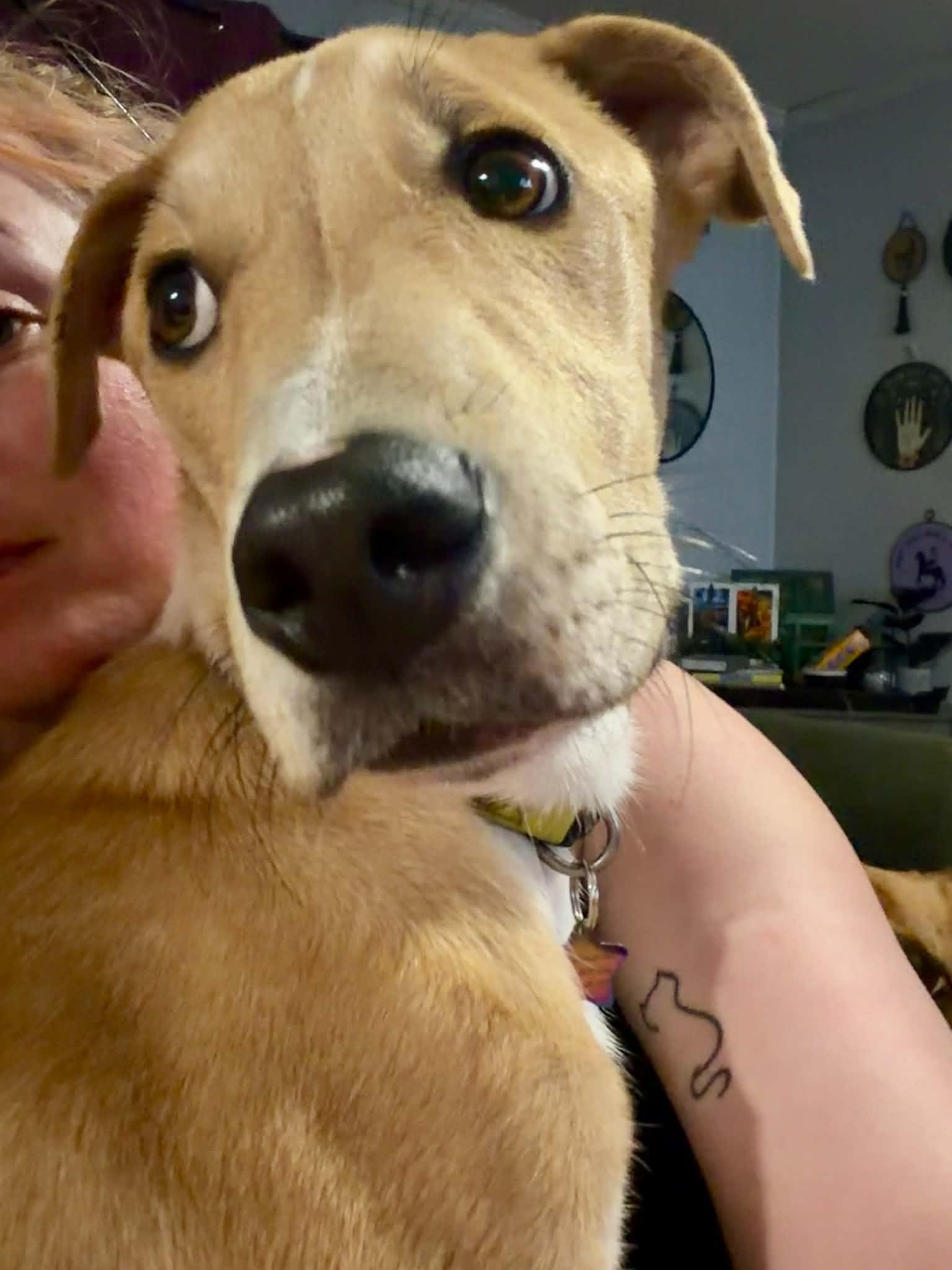 Longfellow, a ADOPTABLE mixed breed in Kennebunk , ME image 4/5