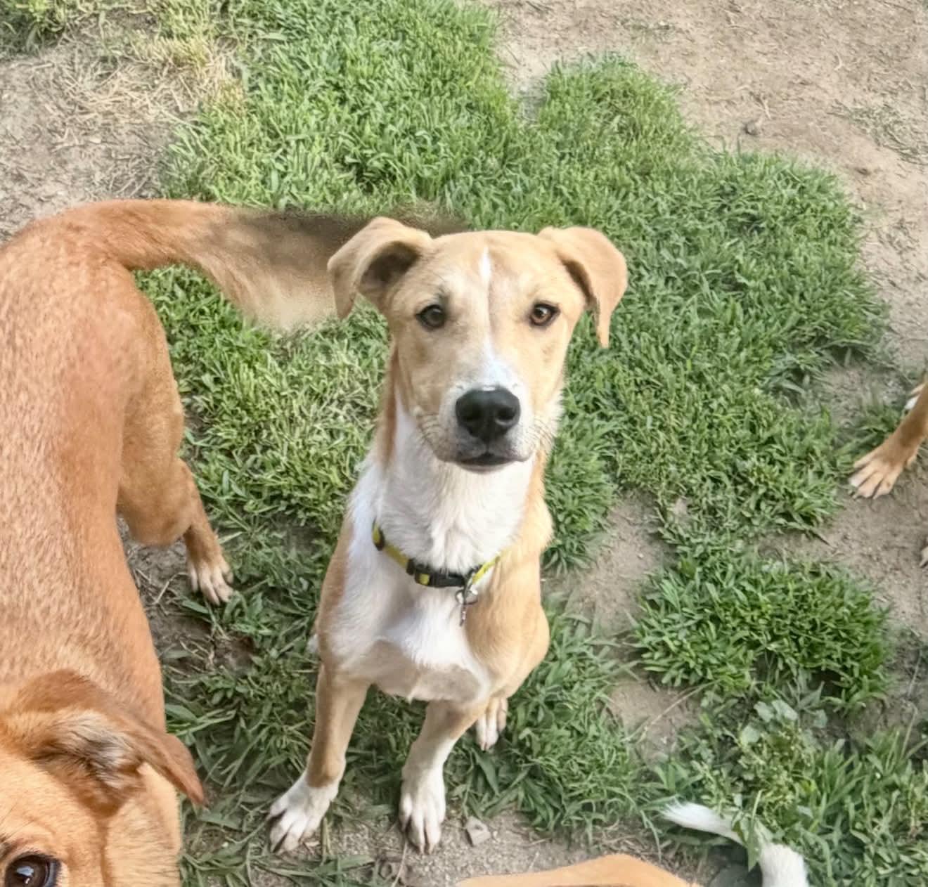 Longfellow, a ADOPTABLE mixed breed in Kennebunk , ME image 3/5