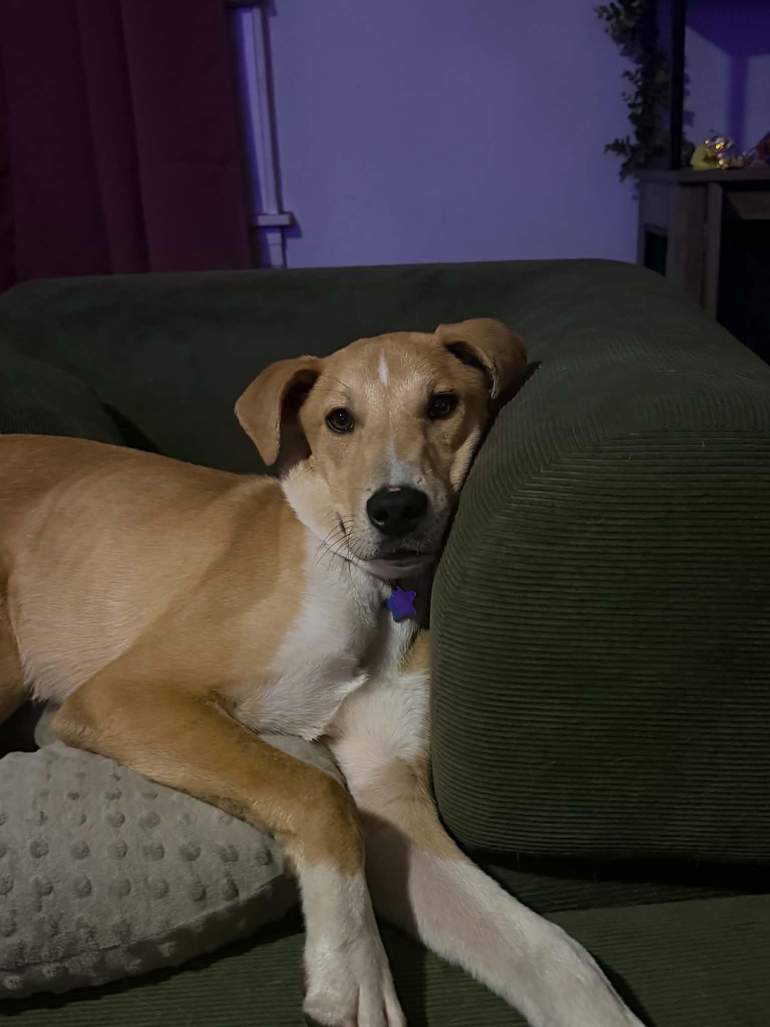 Longfellow, a ADOPTABLE mixed breed in Kennebunk , ME image 2/5