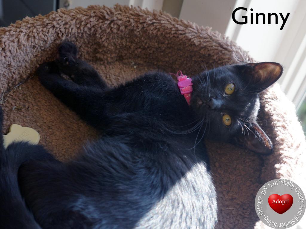Enlarge Ginny, a Adoptable mixed breed in Sidney, OH image 1/4