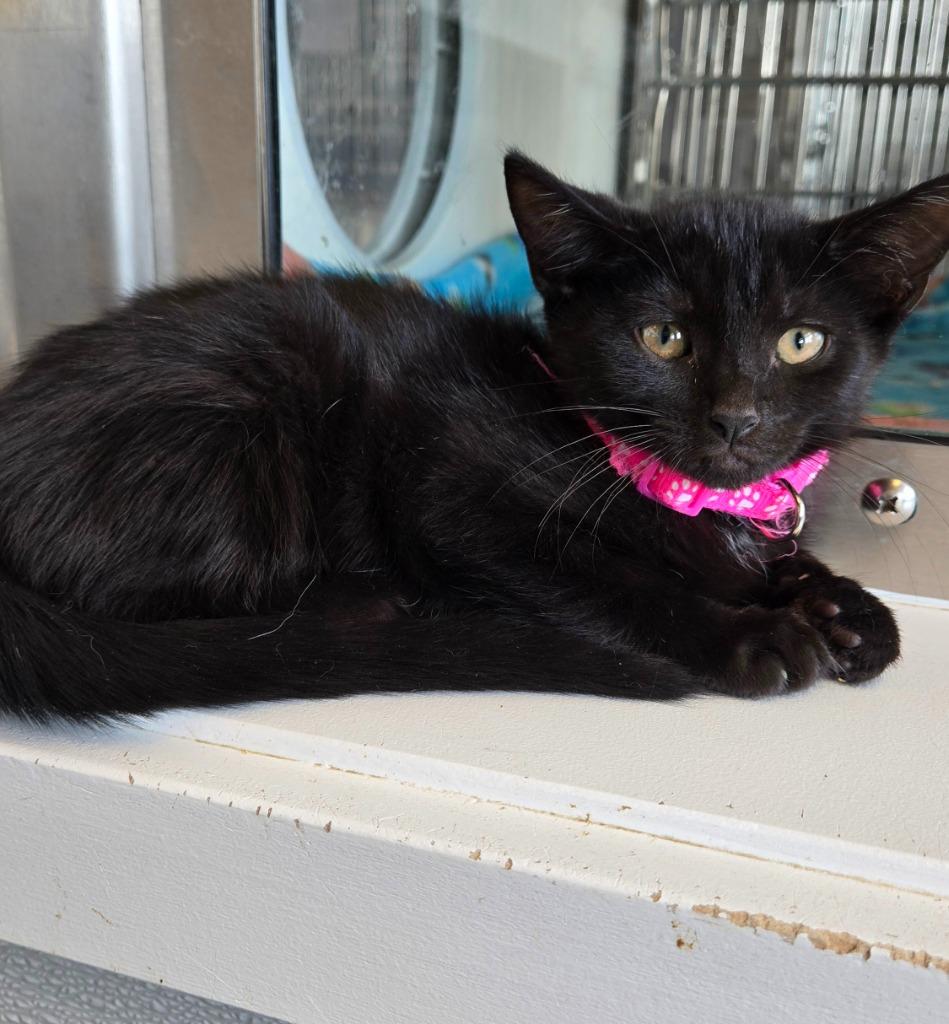 Ginny, a Adoptable mixed breed in Sidney, OH image 1/4