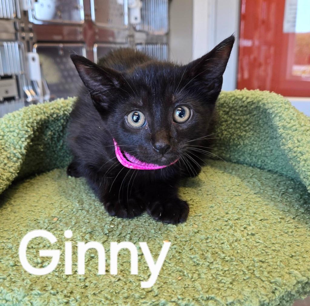 Ginny, a Adoptable mixed breed in Sidney, OH image 2/4