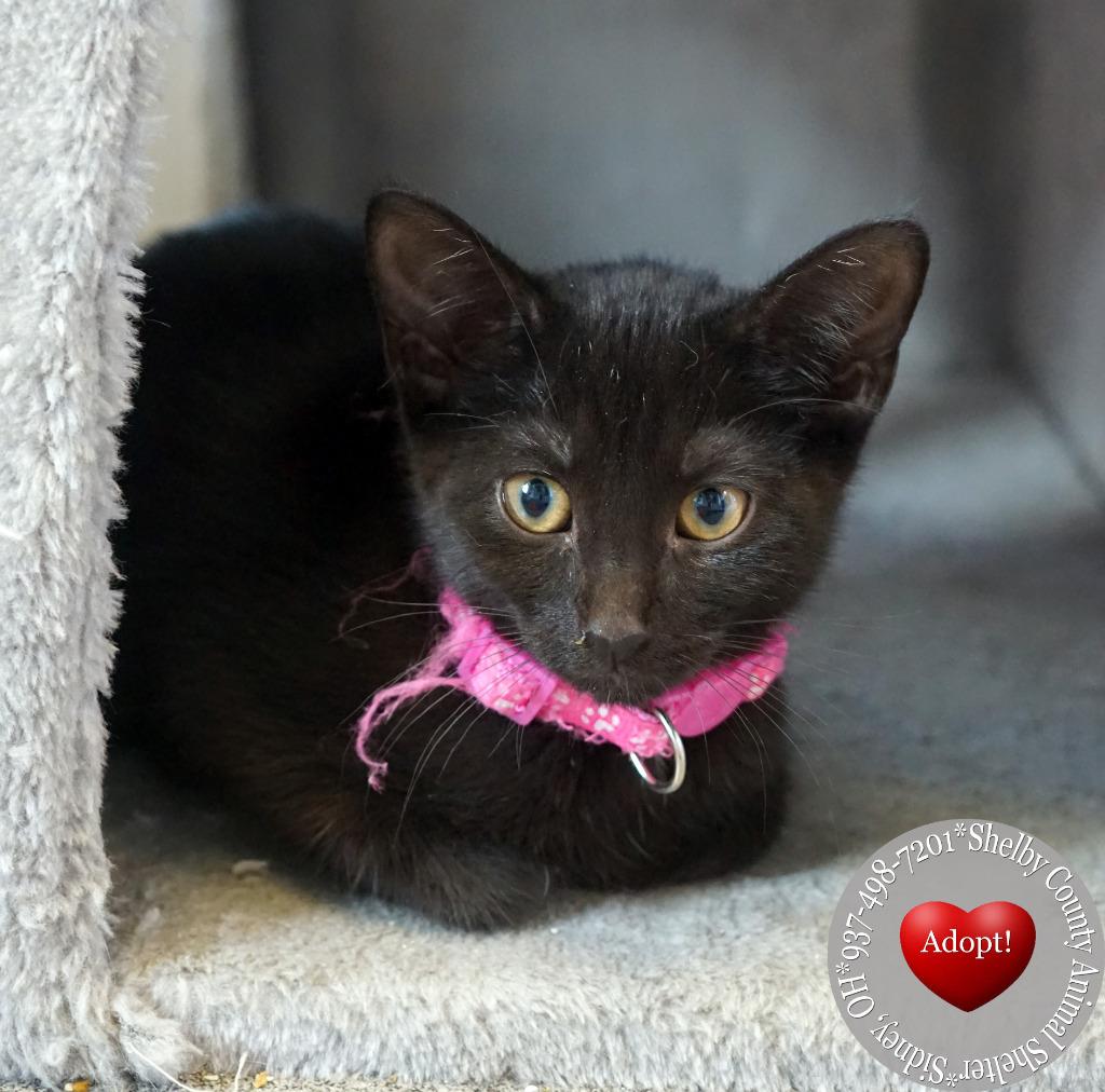 Ginny, a Adoptable mixed breed in Sidney, OH image 3/4