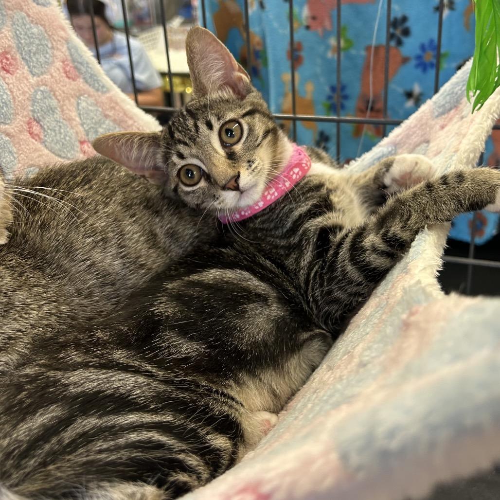 Sabrina, Adoptable, Young Female Domestic Short Hair.