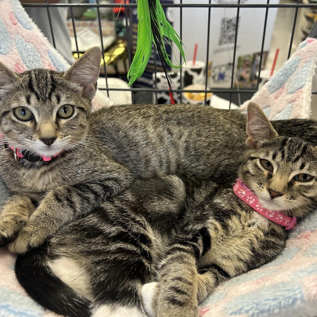 Enlarge Sabrina, a Adoptable Domestic Short Hair in Calimesa, CA image 3/6