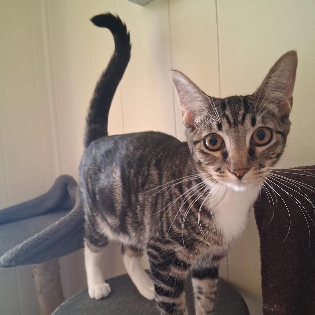 Enlarge Sabrina, a Adoptable Domestic Short Hair in Calimesa, CA image 4/6