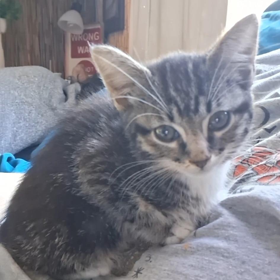 Enlarge Sabrina, a Adoptable Domestic Short Hair in Calimesa, CA image 5/6