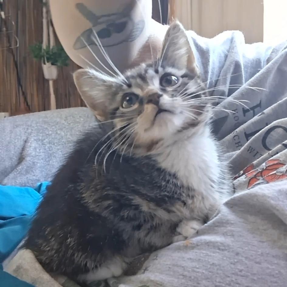 Enlarge Sabrina, a Adoptable Domestic Short Hair in Calimesa, CA image 6/6