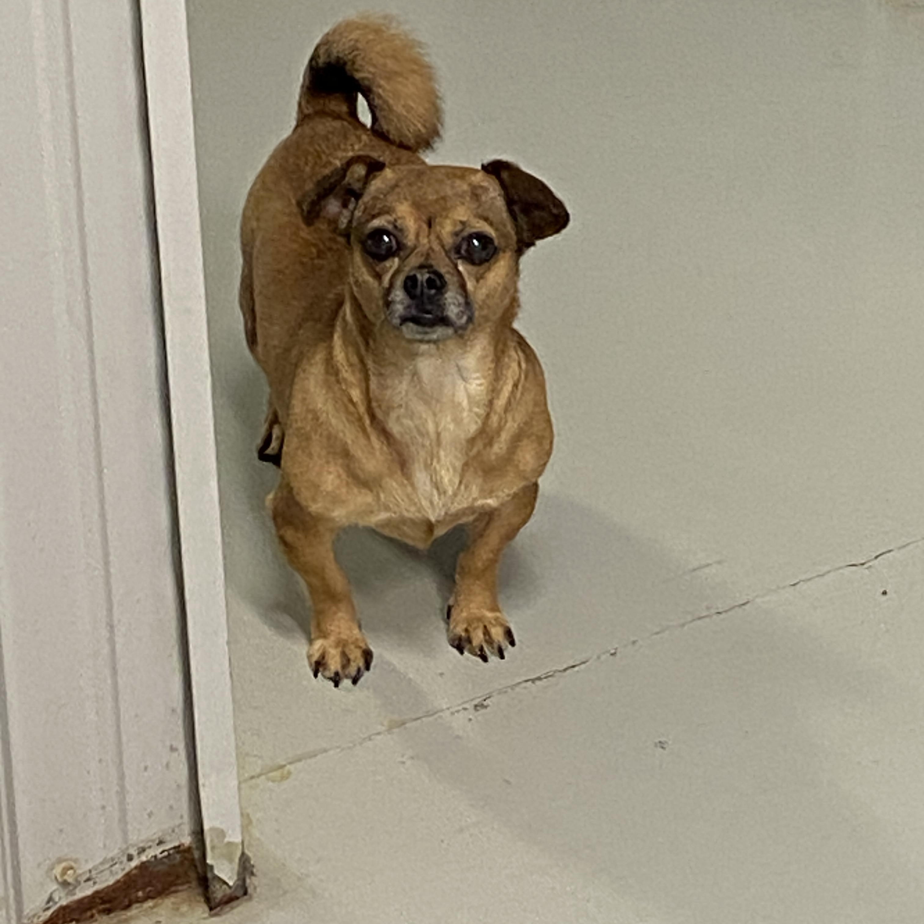 Enlarge Siri, a ADOPTABLE mixed breed in Hartford, KY image 3/4