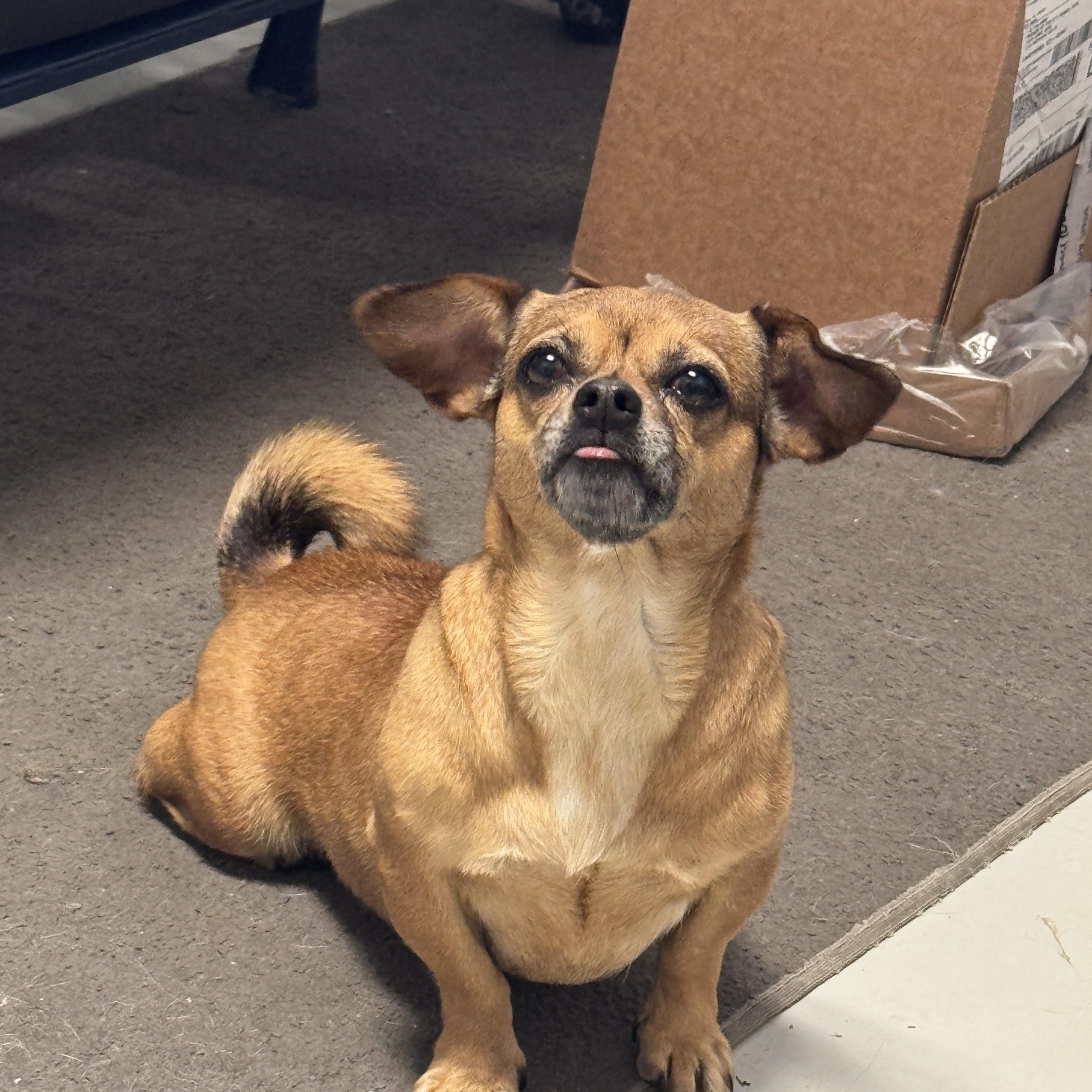 Enlarge Siri, a ADOPTABLE mixed breed in Hartford, KY image 2/4