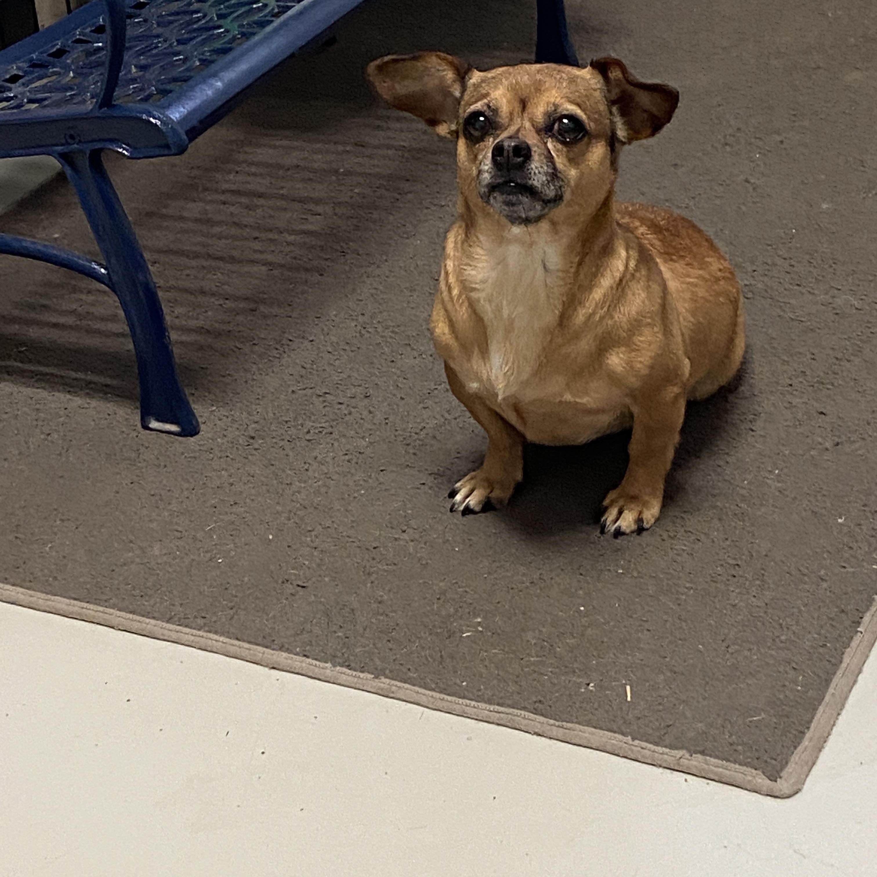 Enlarge Siri, a ADOPTABLE mixed breed in Hartford, KY image 4/4