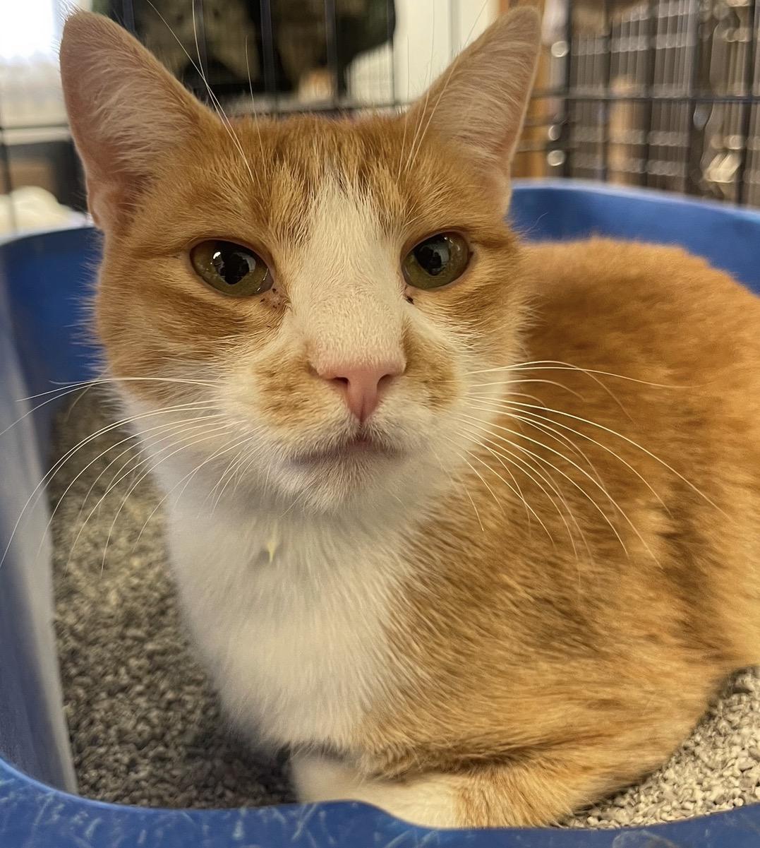 Ginny — thumbnail 3