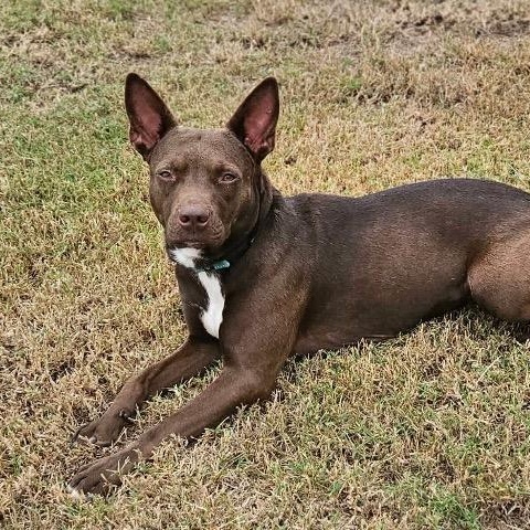 Enlarge Freya, an adopted mixed breed in Chelmsford, MA image 5/5