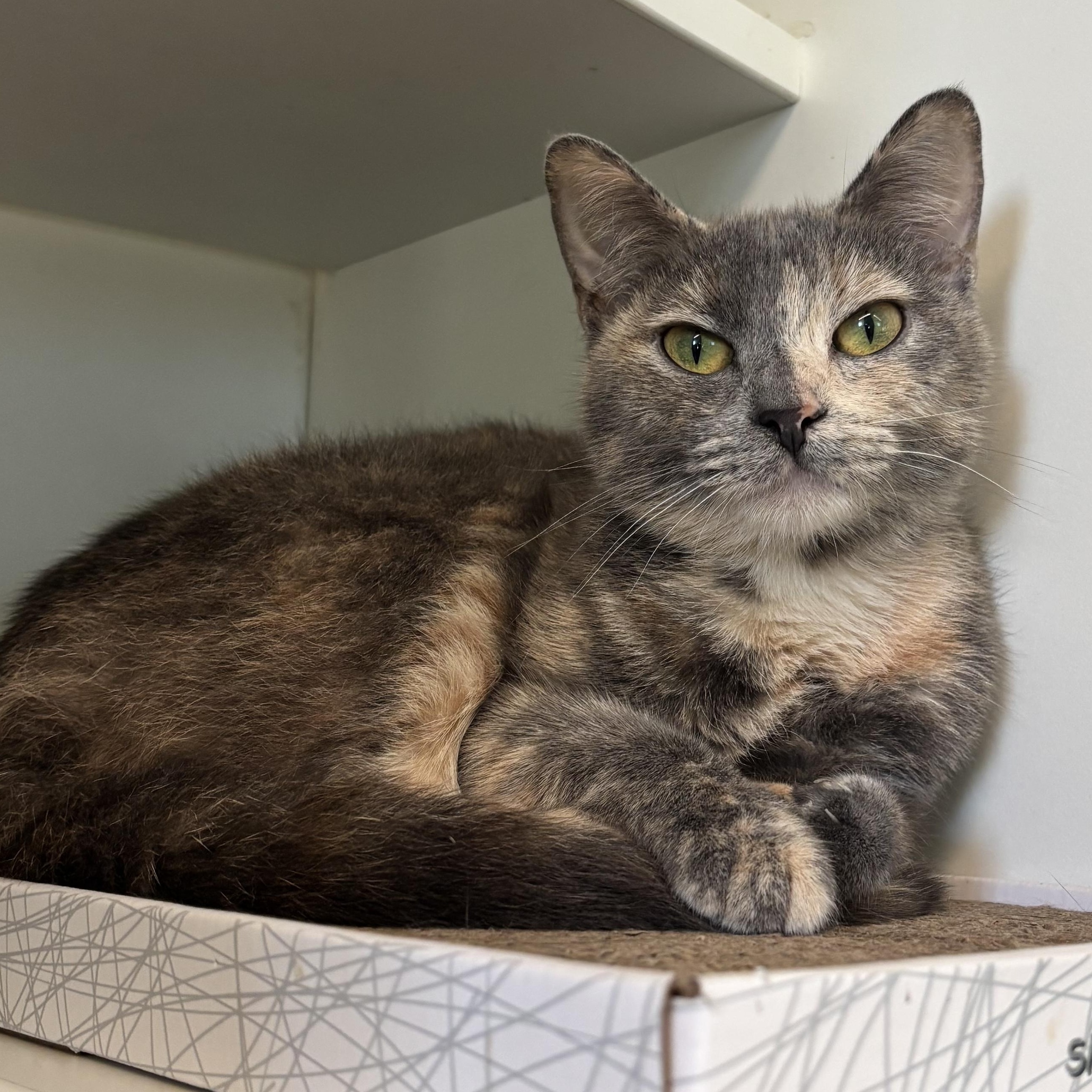 Enlarge Drizzle & Smog, an adopted Domestic Long Hair in Evanston, IL image 3/3