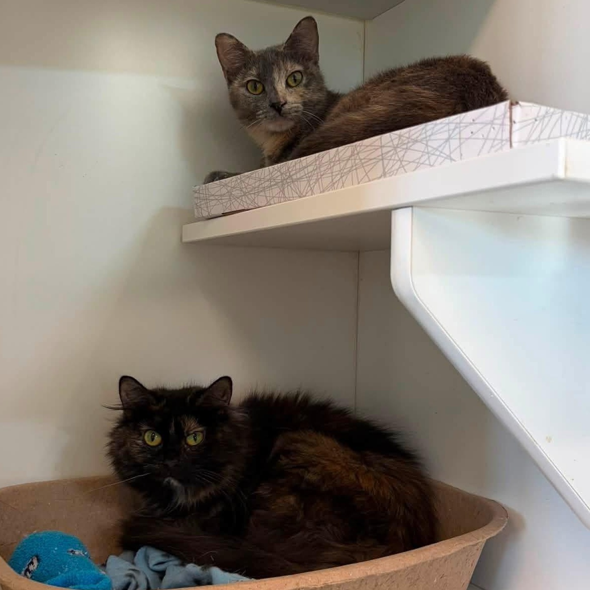 Drizzle & Smog, adopted, Adult Female Domestic Long Hair.