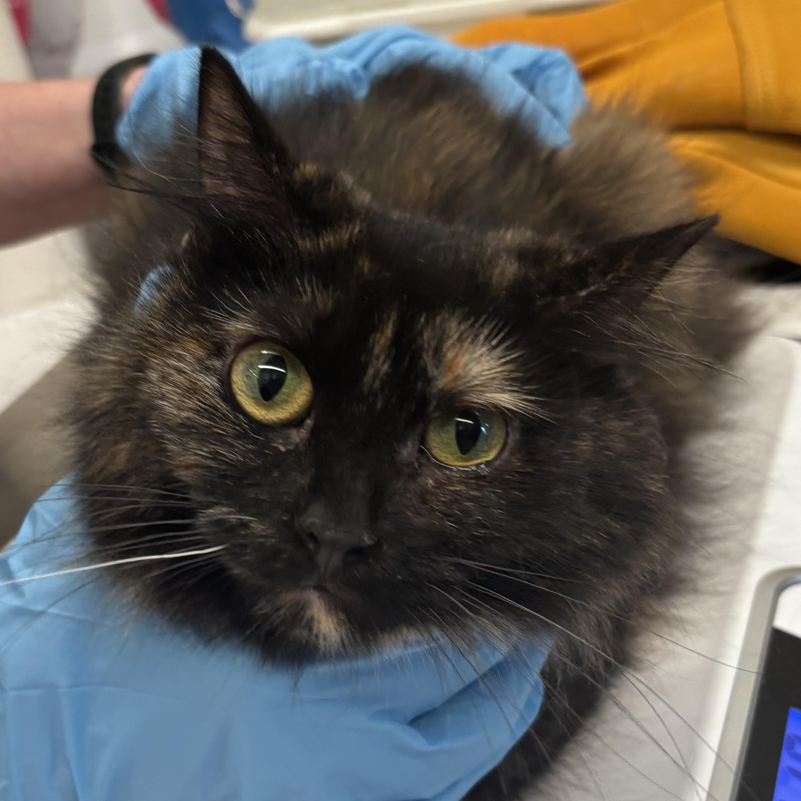 Enlarge Drizzle & Smog, an adopted Domestic Long Hair in Evanston, IL image 2/3