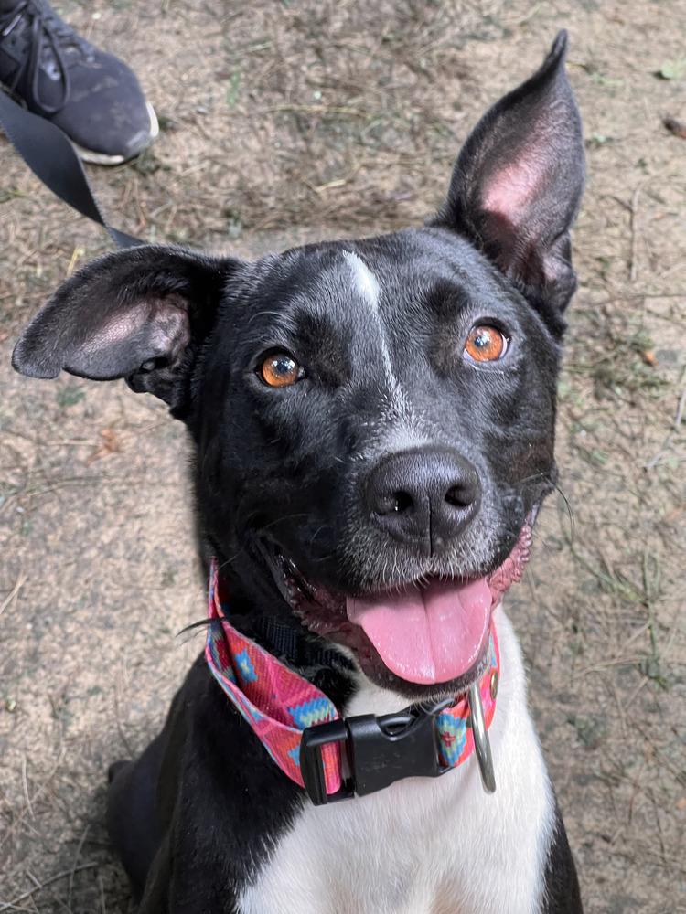 Enlarge KAI, a Adoptable mixed breed in Langley, BC image 6/6
