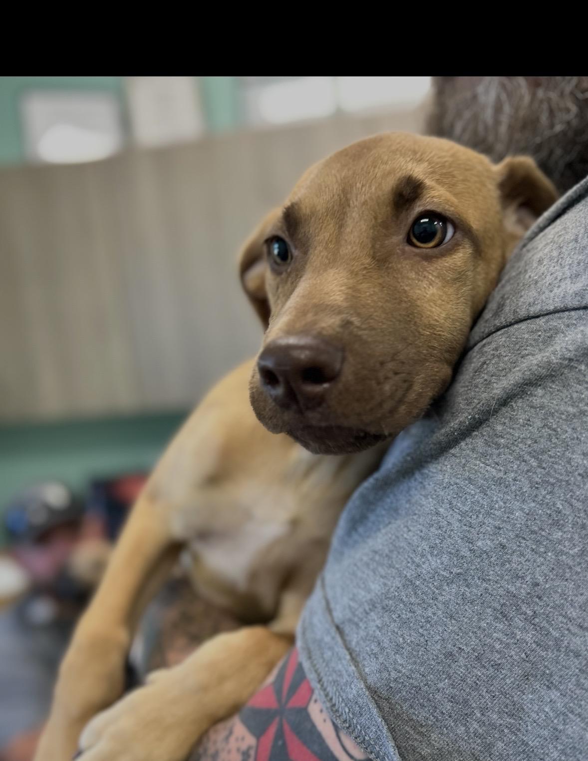 Enlarge Blade, a Adoptable mixed breed in seaside heights, NJ image 1/1