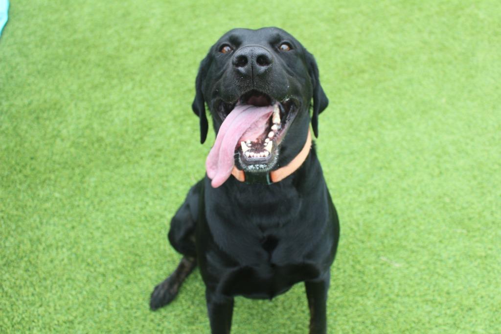 Hey Dude, an adopted mixed breed in Chestertown, MD image 3/4