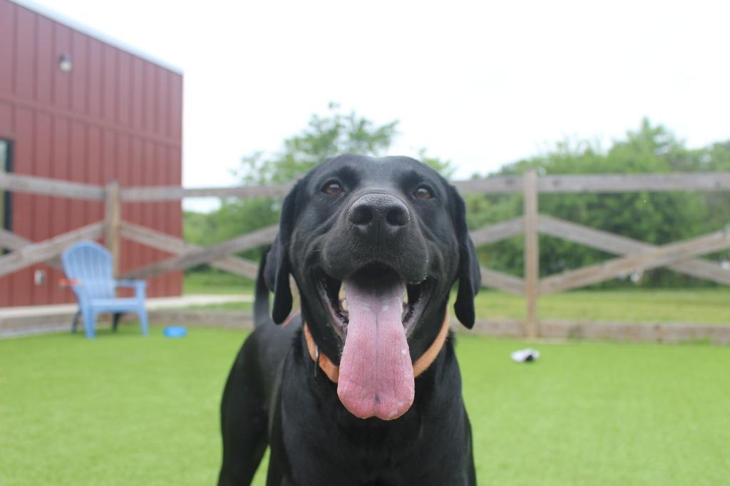 Hey Dude, an adopted mixed breed in Chestertown, MD image 2/4