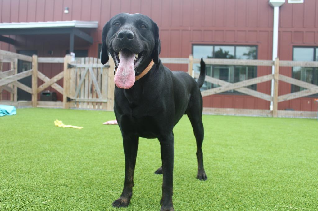 Hey Dude, an adopted mixed breed in Chestertown, MD image 1/4