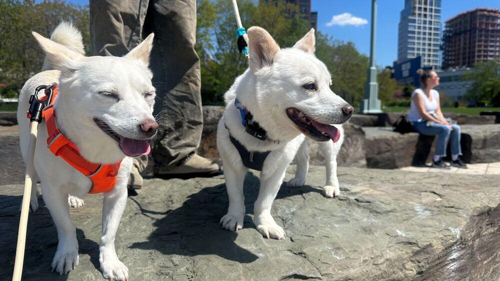 Haneul, Adoptable, Adult Male Jindo.