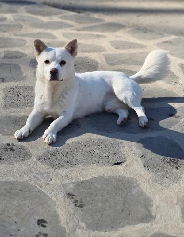 Haneul, Adoptable, Adult Male Jindo.