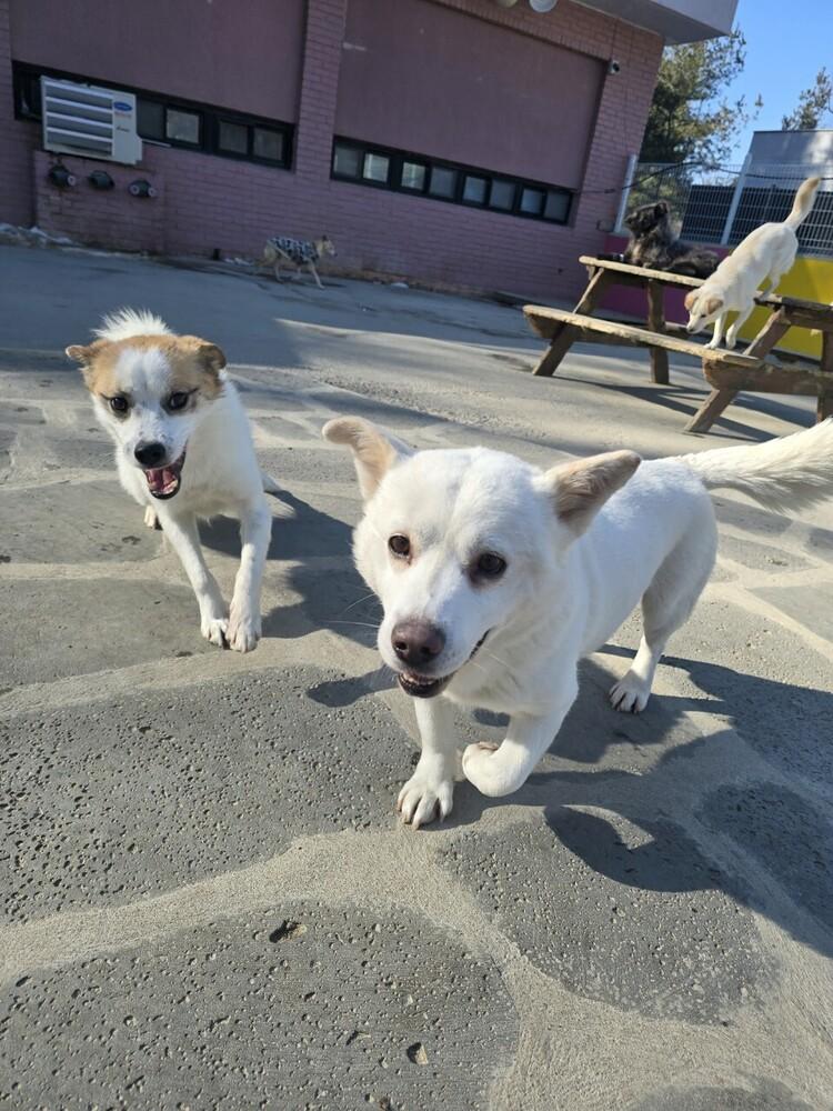 Enlarge Haneul, a Adoptable Jindo in Long Island City, NY image 2/2