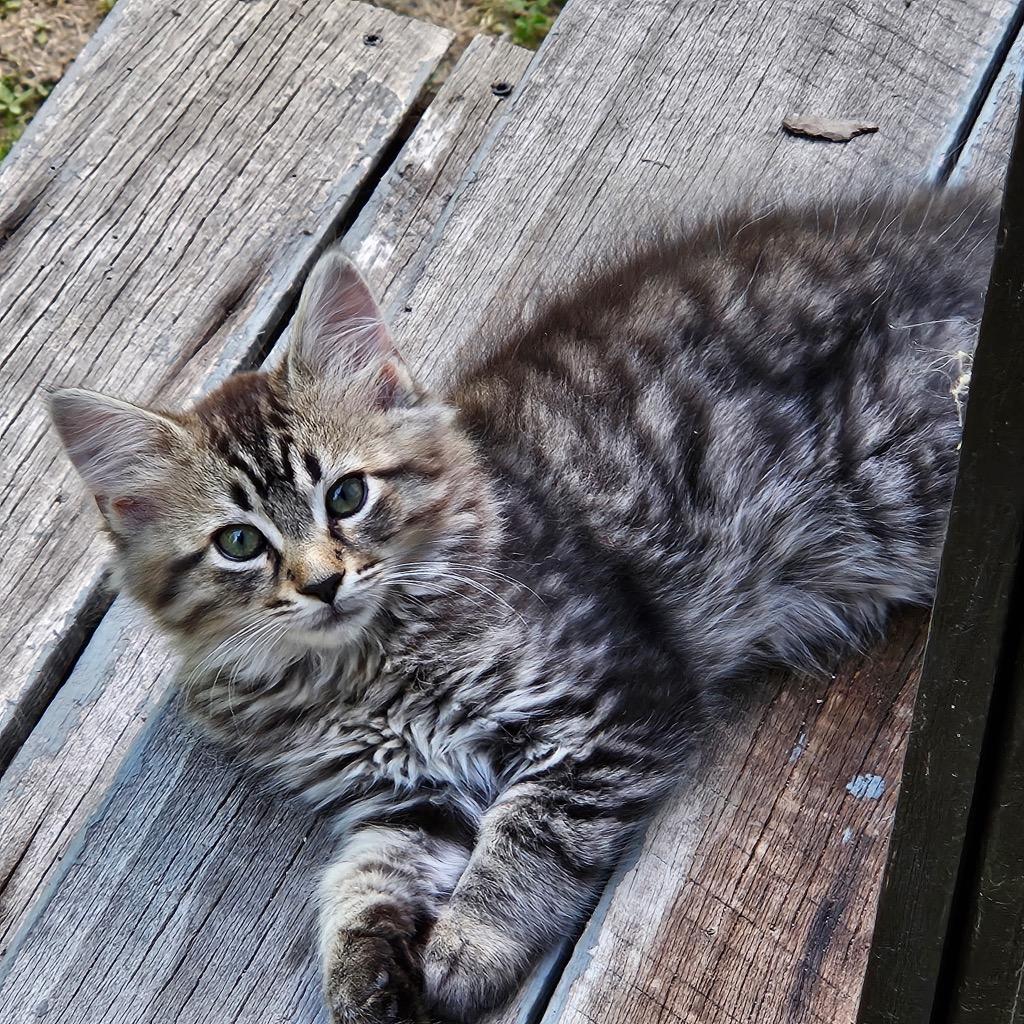 Calvin now Zamboni, Adopted, Young Male Domestic Long Hair.