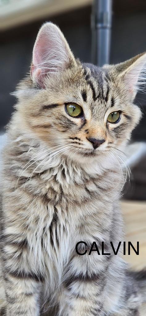 Enlarge Calvin now Zamboni, a Adopted mixed breed in Crossville, TN image 2/6