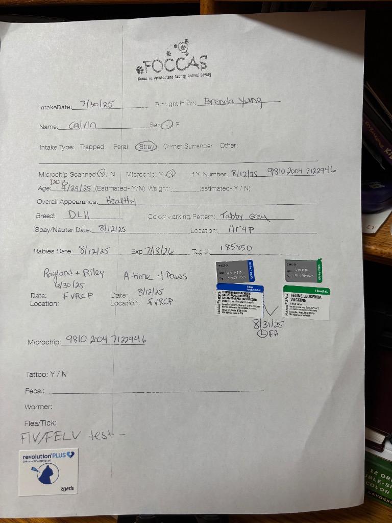 Enlarge Calvin now Zamboni, a Adopted mixed breed in Crossville, TN image 3/6