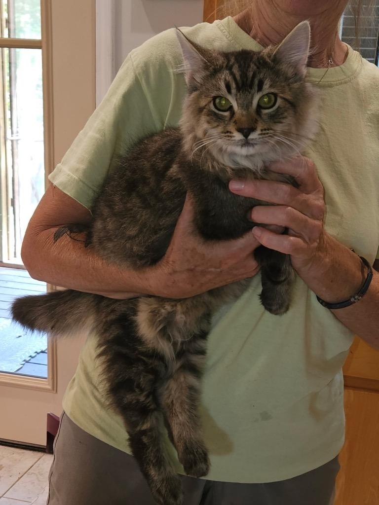 Enlarge Calvin now Zamboni, a Adopted mixed breed in Crossville, TN image 4/6