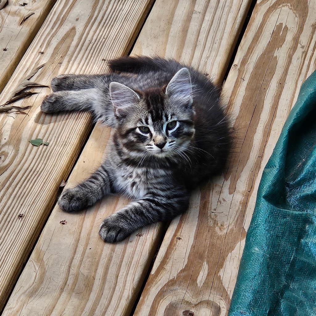 Enlarge Calvin now Zamboni, a Adopted mixed breed in Crossville, TN image 6/6