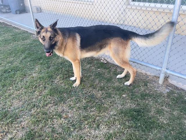 Enlarge RUSSO, a Adoptable mixed breed in Grand Prairie, TX image 1/1