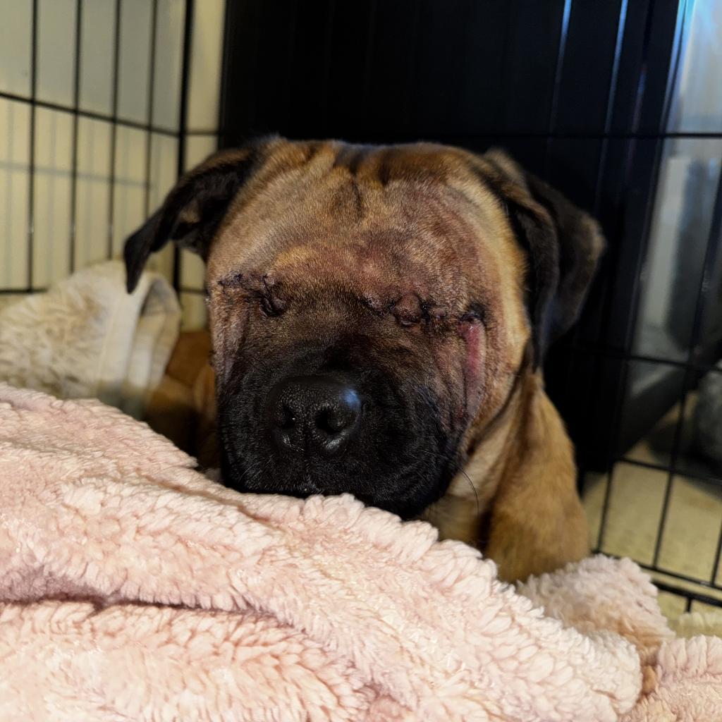 Scooby, Adoptable, Adult Male Pug & Mixed Breed.