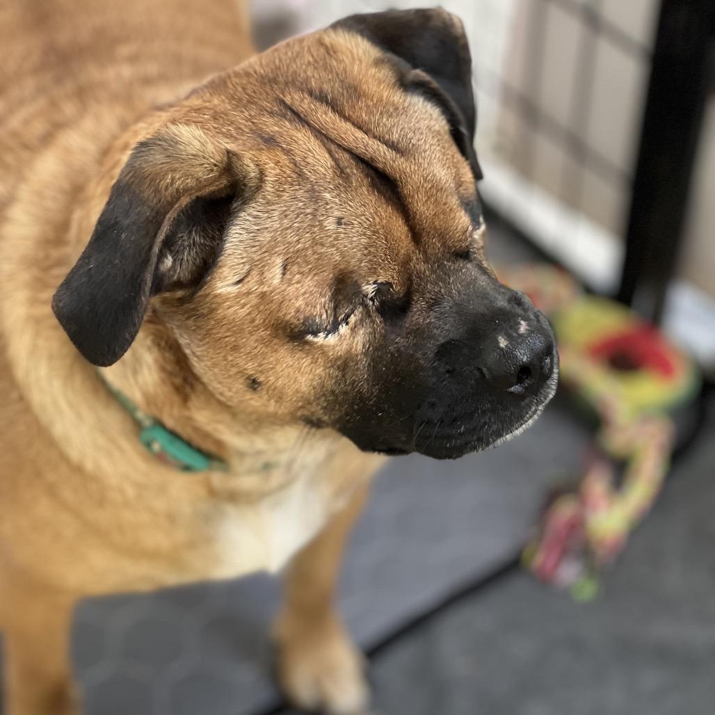 Scooby, a Adoptable mixed breed in Riverside, CA image 4/5