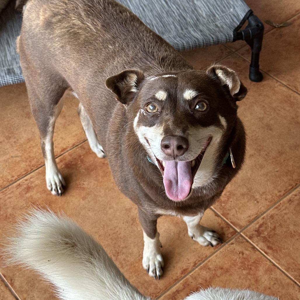 Snickers, Adoptable, Adult Female Mixed Breed.