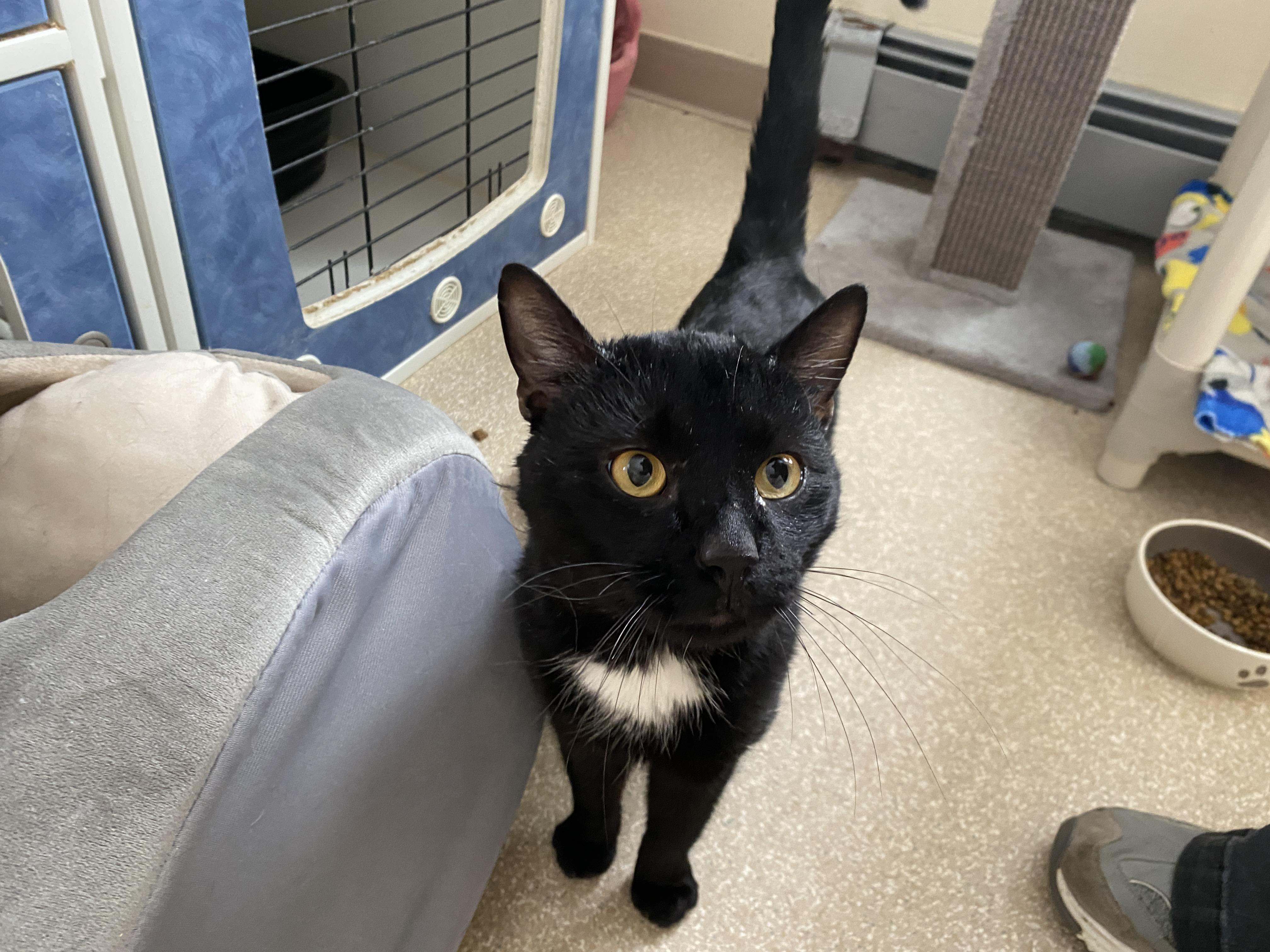 Enlarge Zephyr, an adoption pending Domestic Short Hair in Salisbury, MA image 1/6