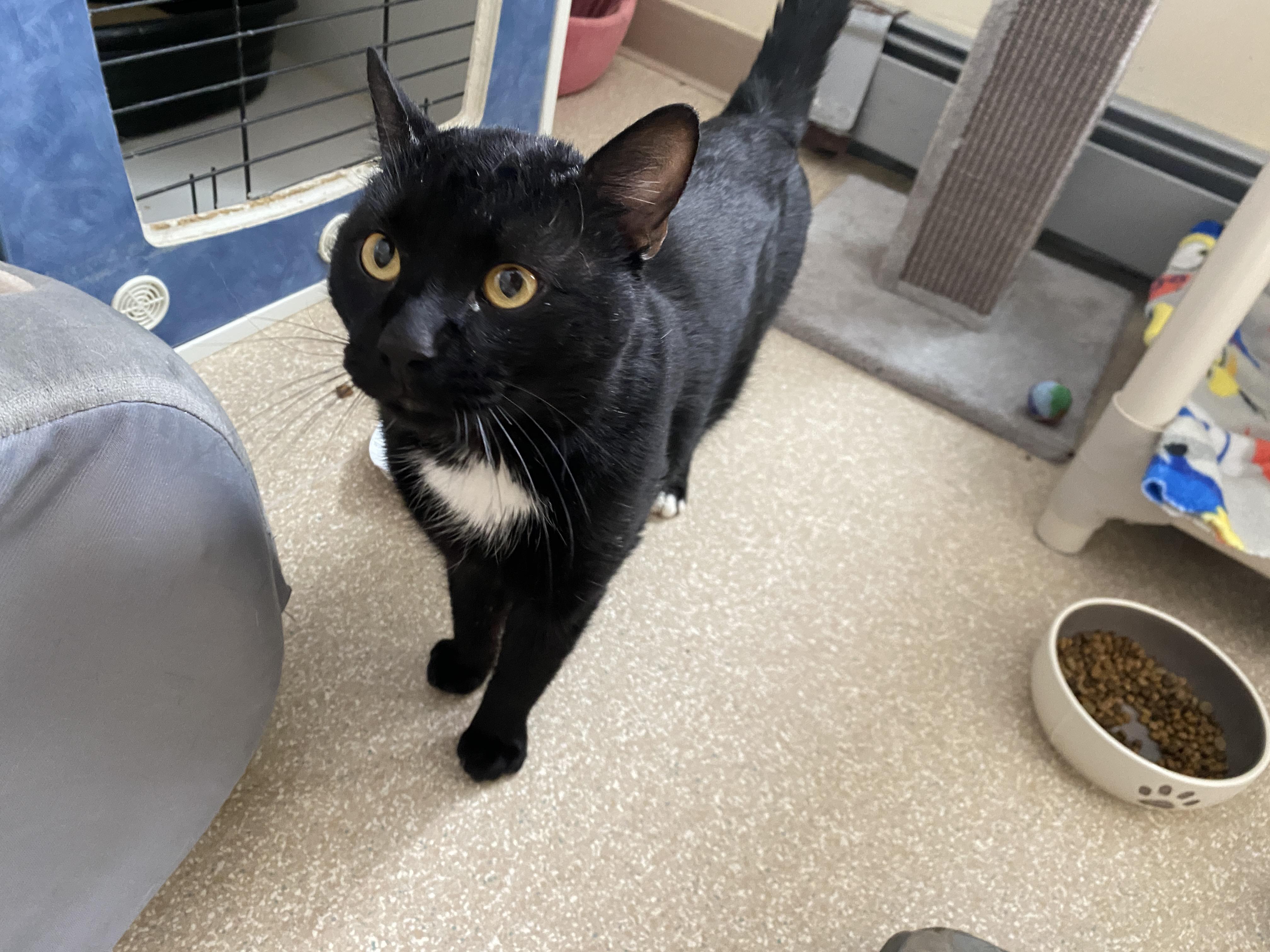 Enlarge Zephyr, an adoption pending Domestic Short Hair in Salisbury, MA image 2/6